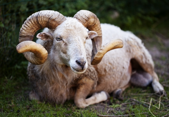 Photo Herbe cultiver prairie
 faune