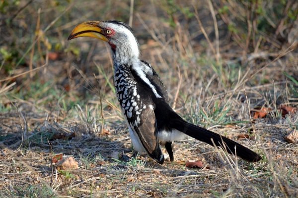 Bird wildlife beak fauna Photo