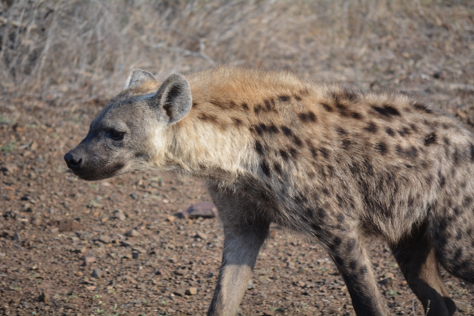 Dzikiej przyrody ogród zoologiczny ssak fauna