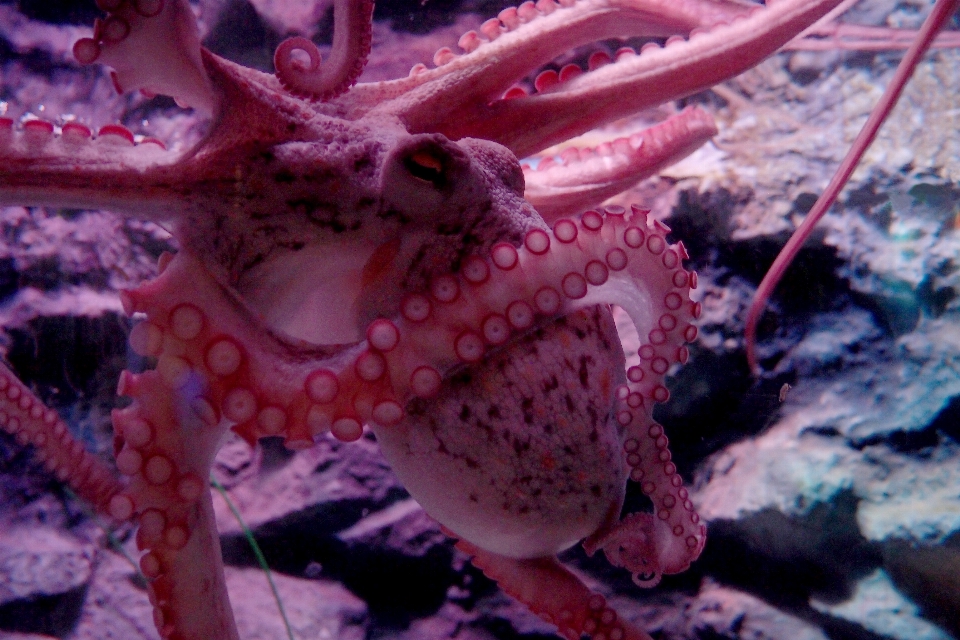 Fleur sous-marin la biologie corail