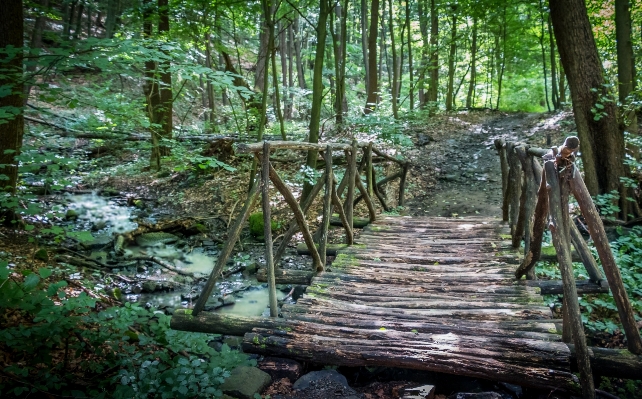 Foto Albero natura foresta torrente
