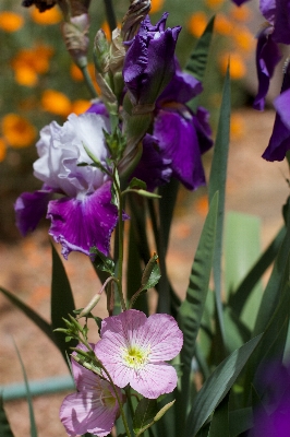 Plant flower botany flora Photo