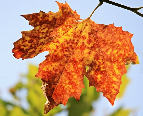 Tree nature branch plant Photo