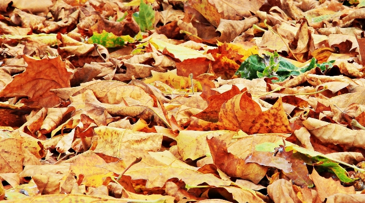 Tree nature plant wood Photo