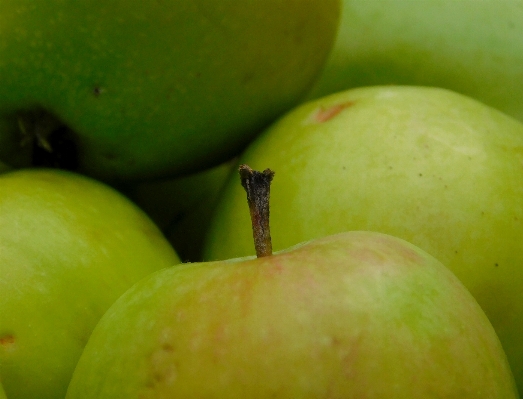 Фото Apple растение фрукты еда