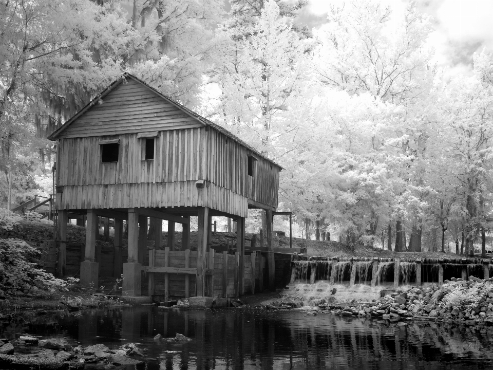 Nature forêt hiver noir et blanc
