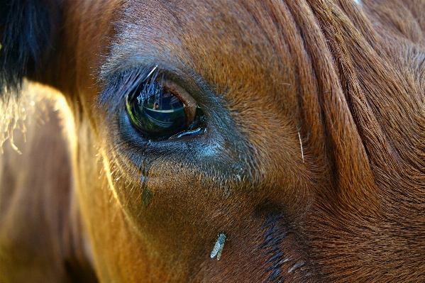 Photography animal wildlife cow Photo