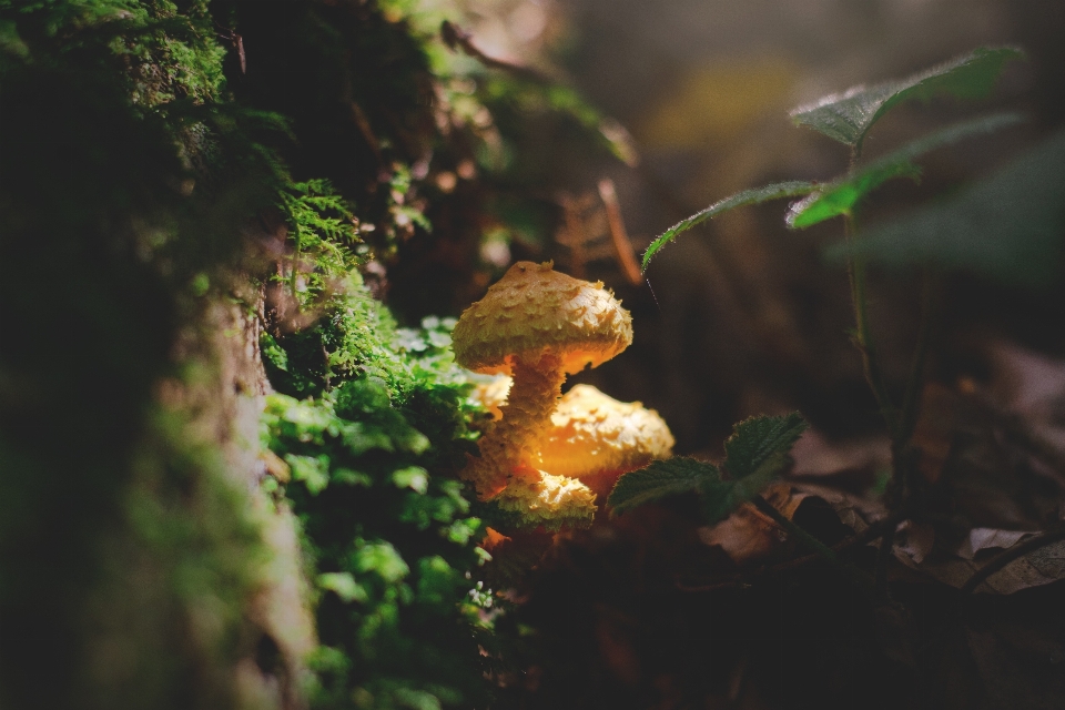 Natur wald sonnenlicht blatt