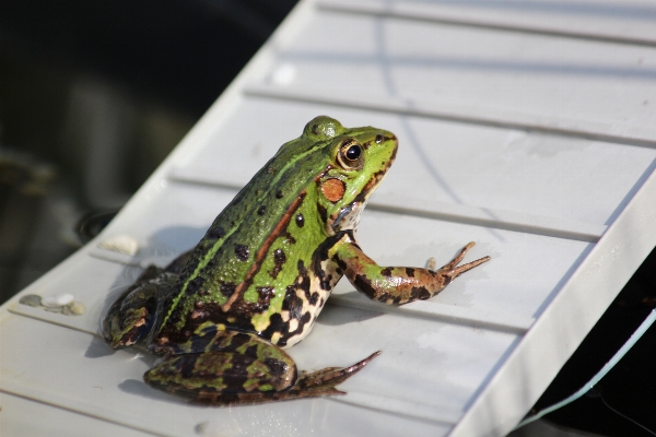 Nature animal pond green Photo