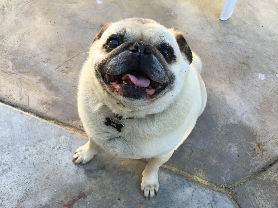 Cachorro mamífero sorriso pug