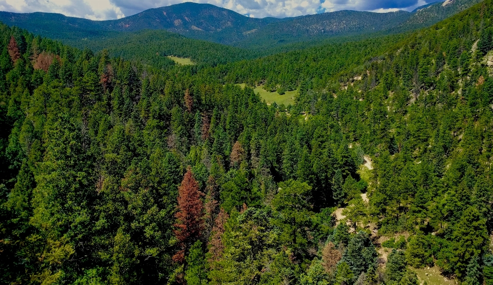 Landscape tree nature forest