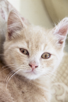 白 甘い 家 動物 写真