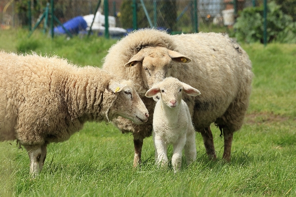 Grass farm meadow animal Photo