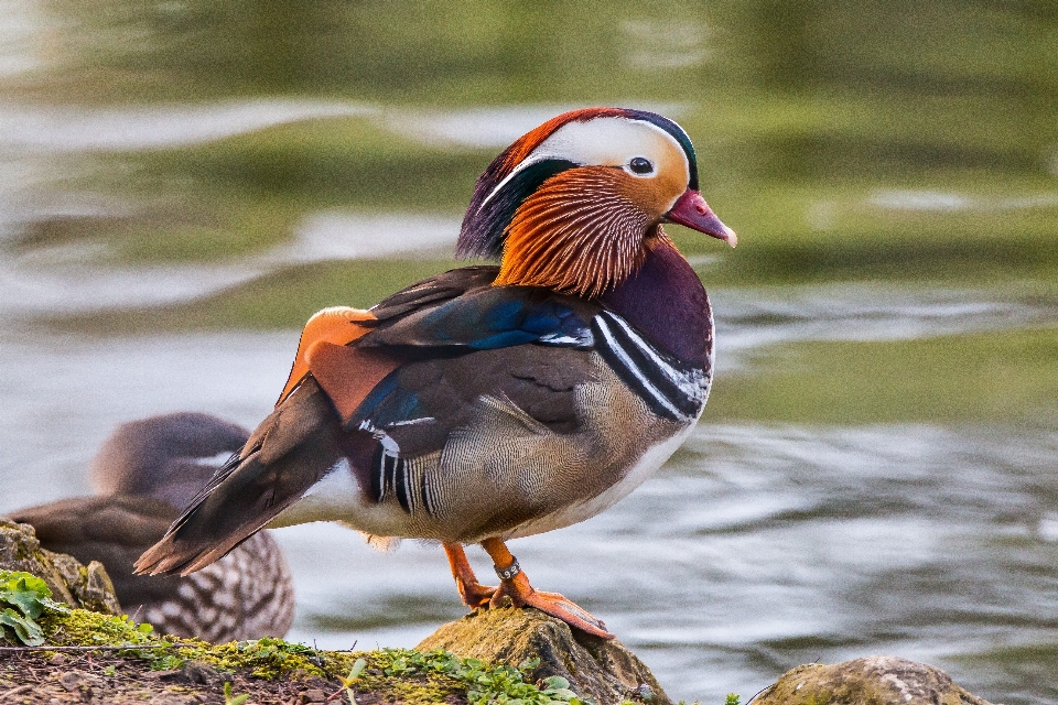 自然 鳥 野生動物 嘴