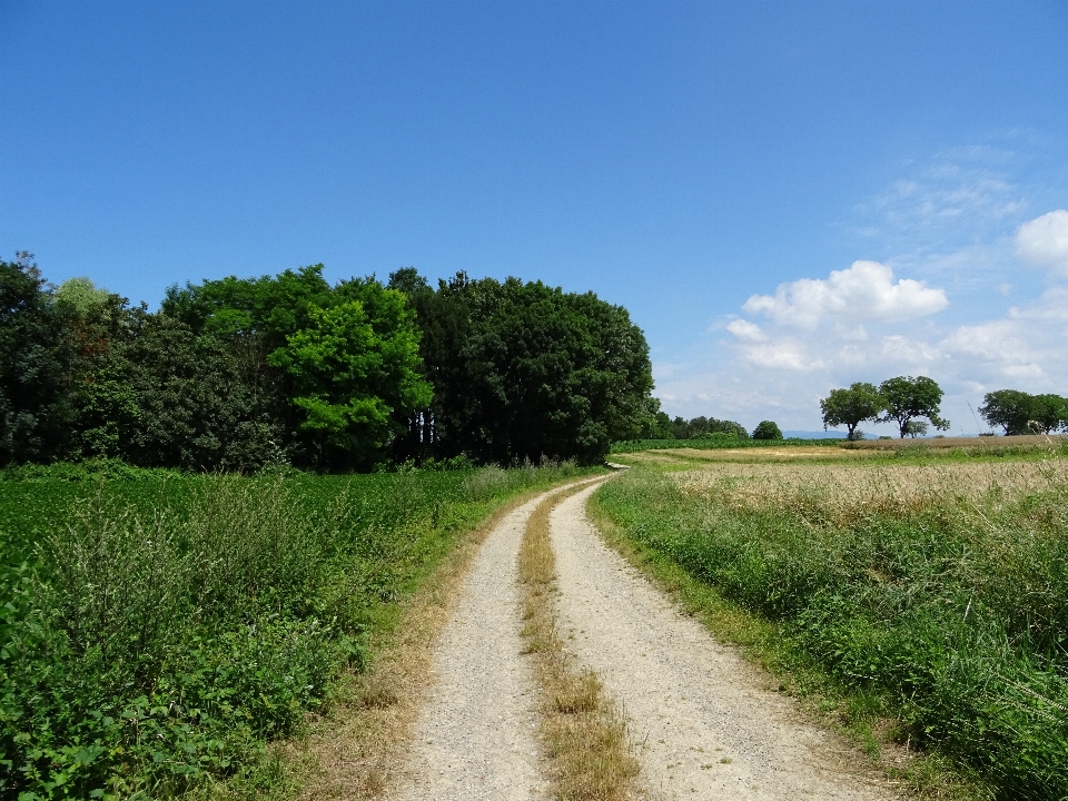 Landscape tree nature forest