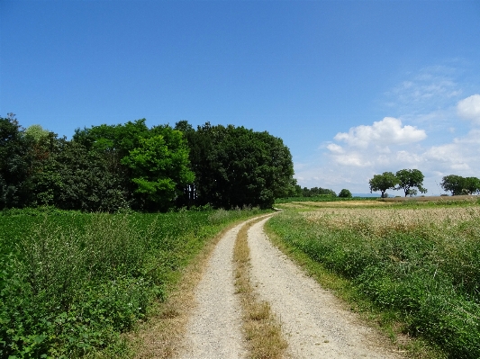 Landscape tree nature forest Photo