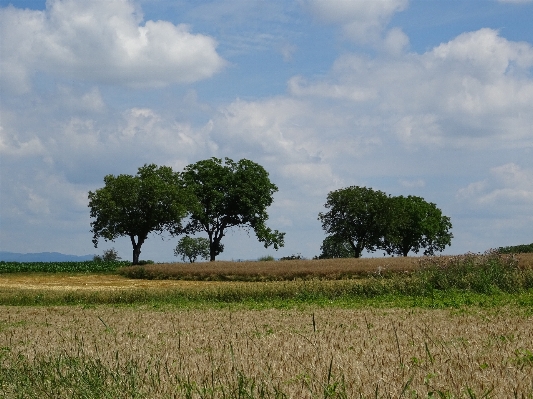 Landscape tree nature grass Photo