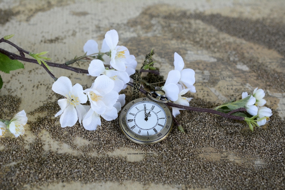 Sand blossom plant white