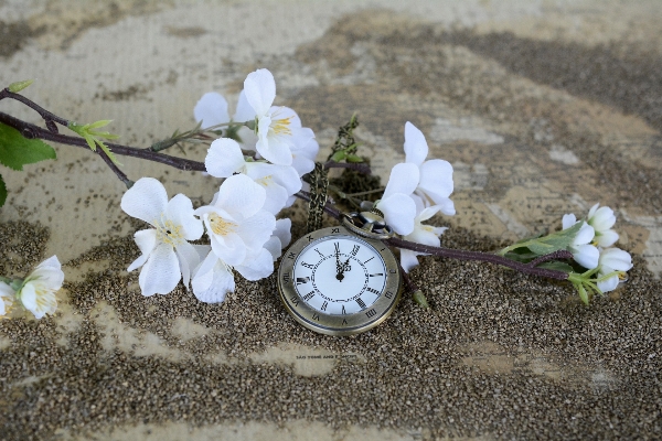 Sand blossom plant white Photo