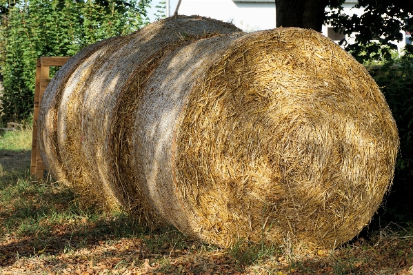 Tree grass plant wood Photo