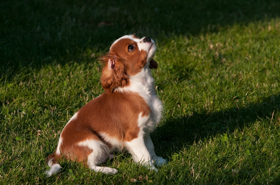 Luz cachorro perro mamífero