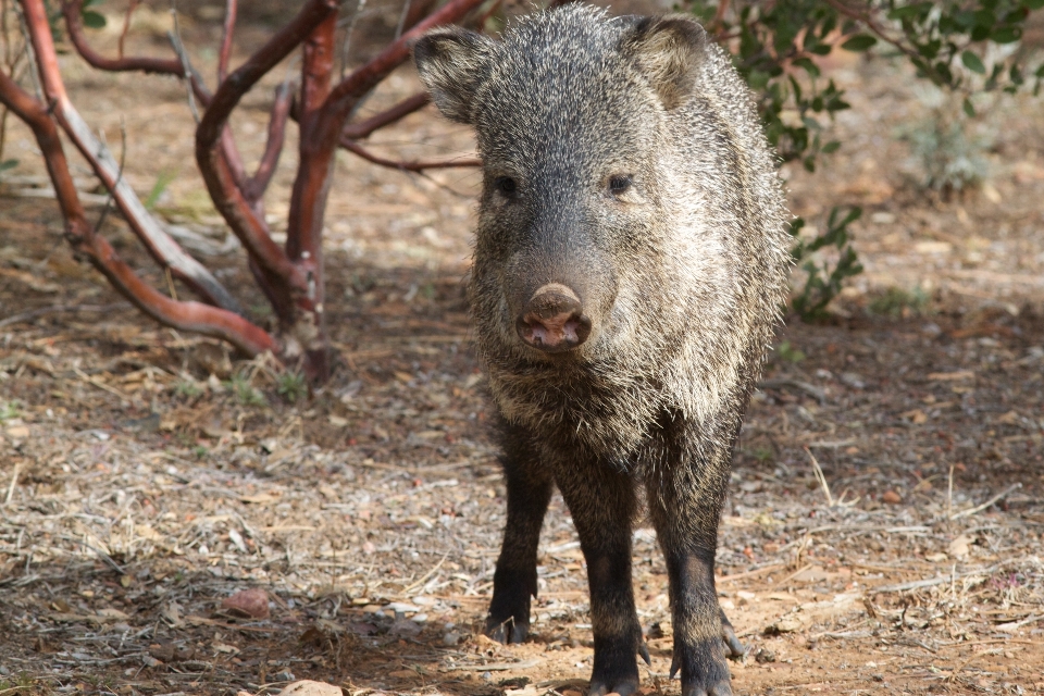 Animali selvatici mammifero fauna vertebrato
