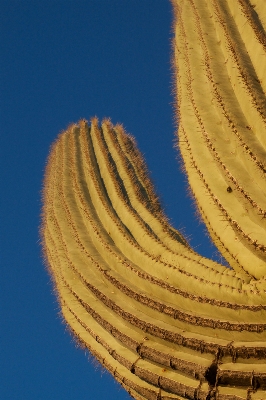 Sand cactus plant leaf Photo