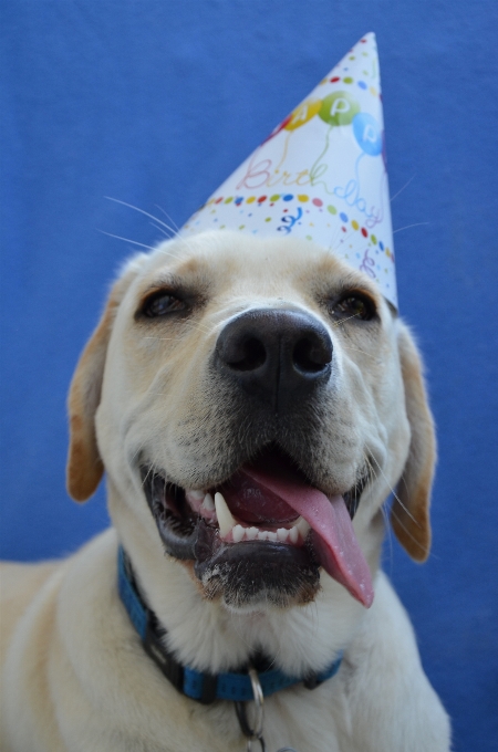 Chien animal fête mammifère