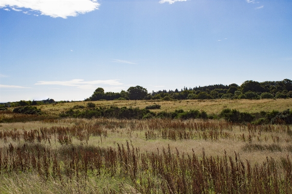 Landscape nature grass marsh Photo