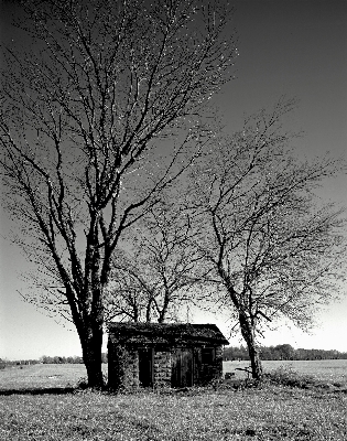 Photo Paysage arbre nature herbe