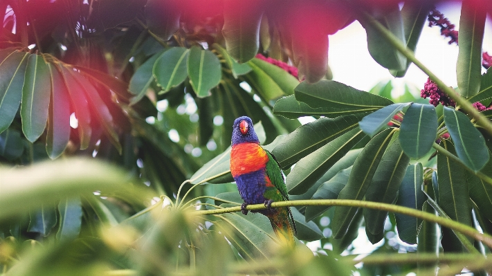 Tree nature branch bird Photo