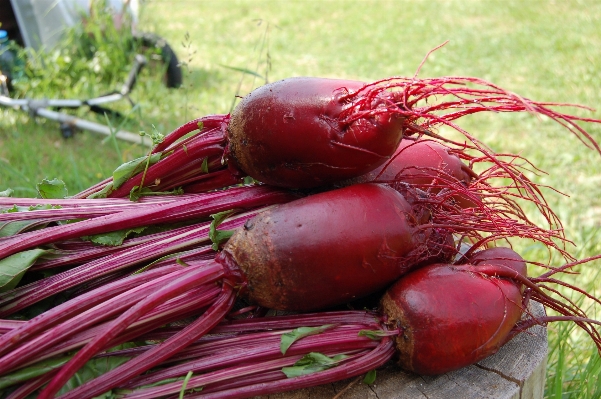 Plant food red harvest Photo