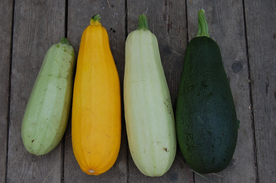 Planta alimento verde producir