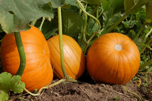 Anlage frucht land orange Foto