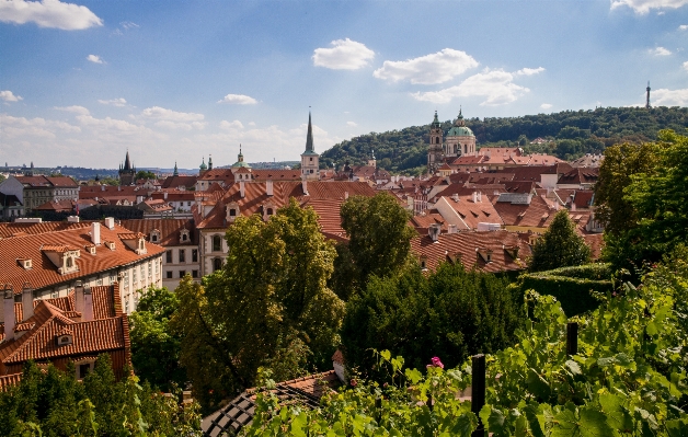 Zdjęcie Las architektura wzgórze miasto