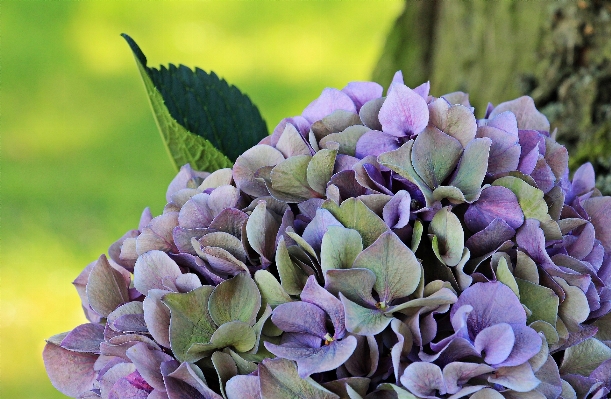 木 自然 花 植物 写真