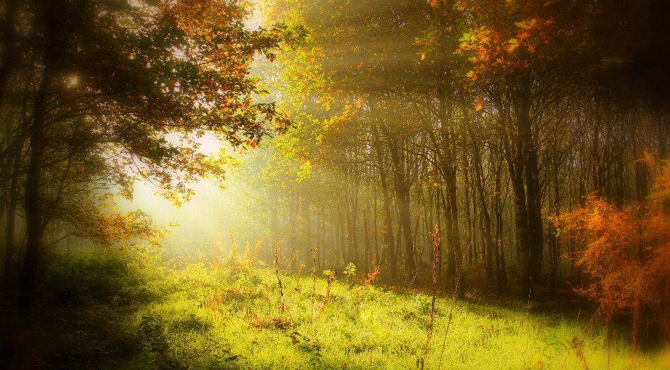 Drzewo natura las oddział