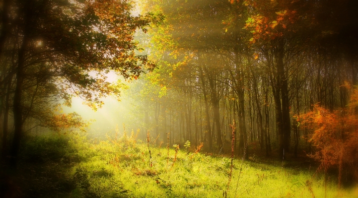 Zdjęcie Drzewo natura las oddział