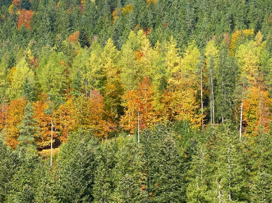 Landscape tree forest wilderness Photo