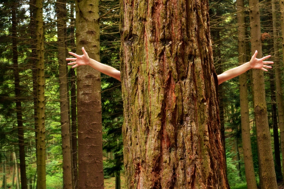 Albero foresta ramo pianta