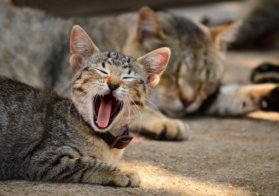 Tierwelt entspannen kätzchen katze