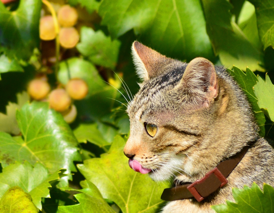 Grape countryside flower wildlife