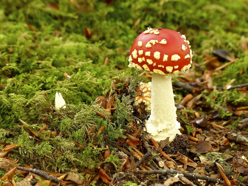 Paysage nature forêt feuille