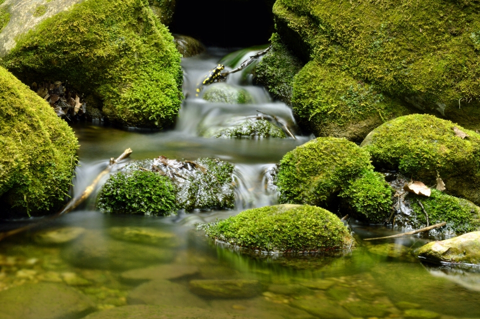 Albero acqua natura rock