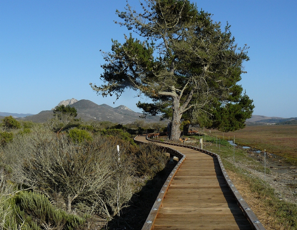 景观 海岸 树 荒野