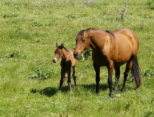 Grass open meadow prairie Photo