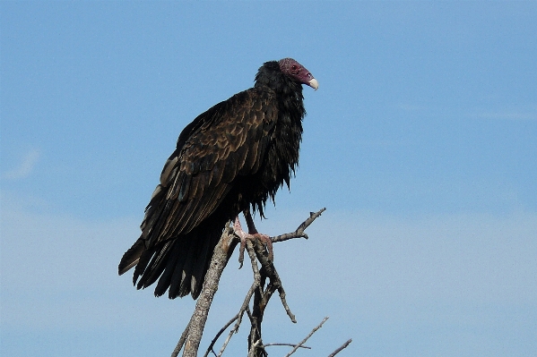 鳥 羽 湖 野生動物 写真