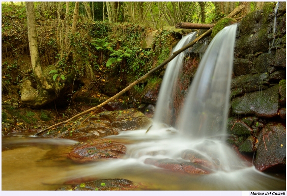 Baum wasser natur wald Foto