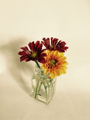 Plant flower petal red Photo