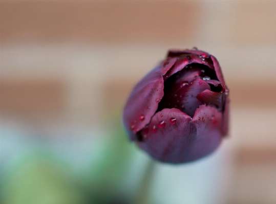 Blossom plant photography leaf Photo